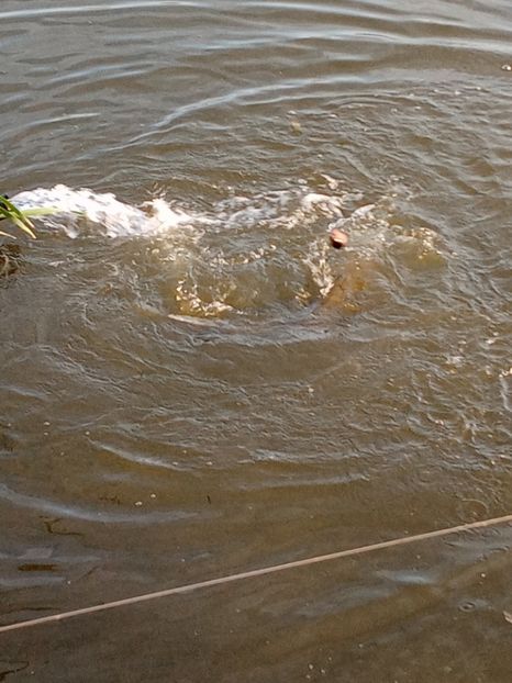  - PESCUIT IULIE 2022