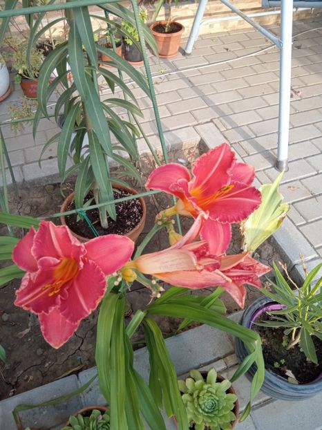  - 02 Hemerocalisi-hibiscusi-crini