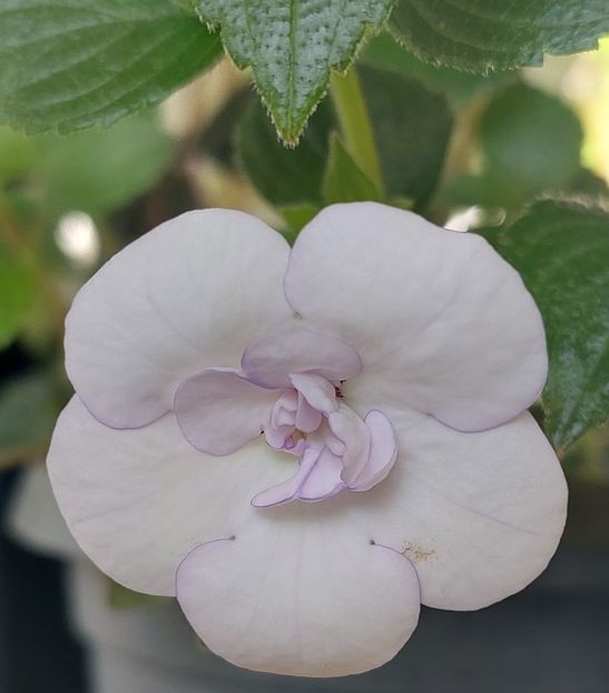  - Double Picotte Rose