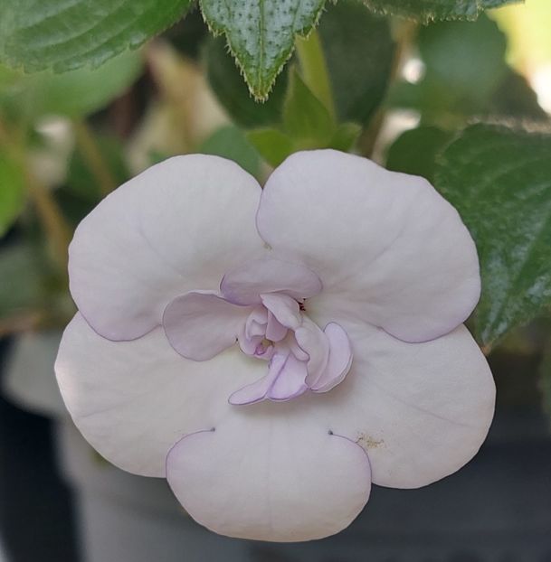  - Double Picotte Rose