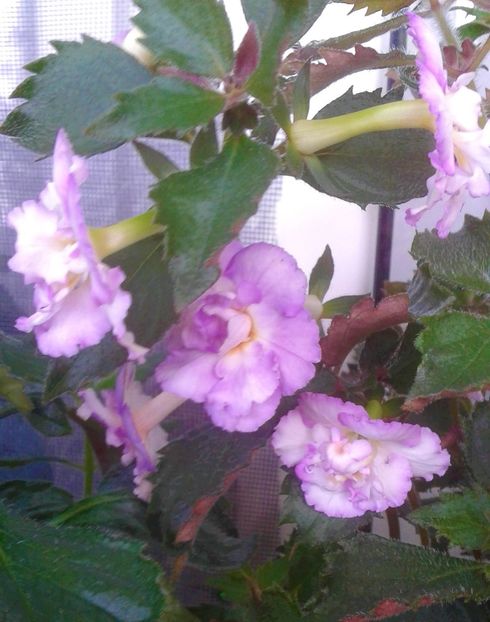  - 0000 ACHIMENES