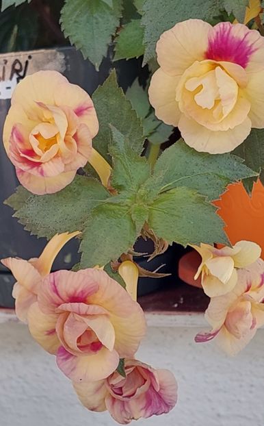  - RFs TROPICANA 2