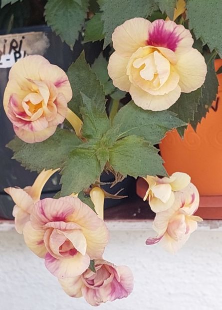 - RFs TROPICANA 2