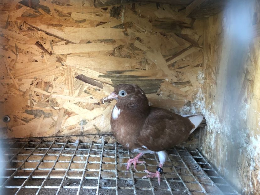 473/22 - 5- lot zbor 2022