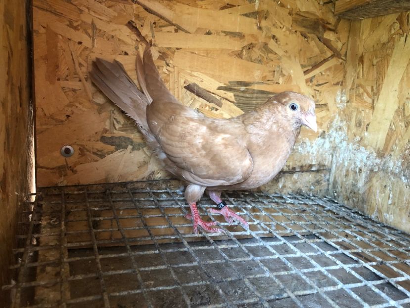 472/22 - 5- lot zbor 2022