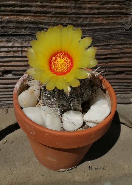  - Astrophytum capricorne