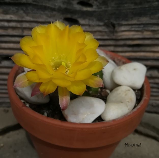  - Echinopsis hb cv CANDLELIGHT