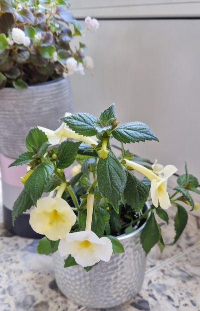  - Hymalaian Sunrise A