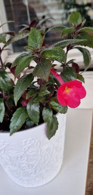 Tarantela - Achimenes 2022 2023