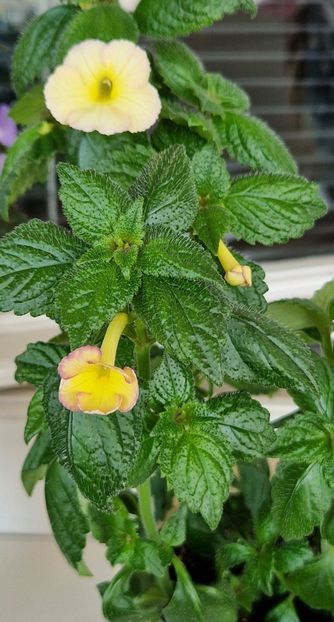 Honey Queen - Achimenes 2022 2023