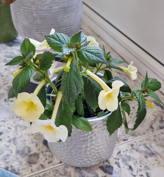  - Achimenes 2022 2023