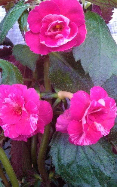  - 000012 ACHIMENES
