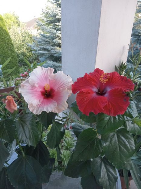  - 02 Hemerocalisi-hibiscusi-crini