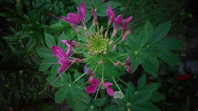 Cleome spinosa - 2022