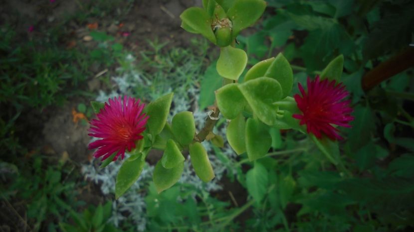 Aptenia cordifolia - 2022