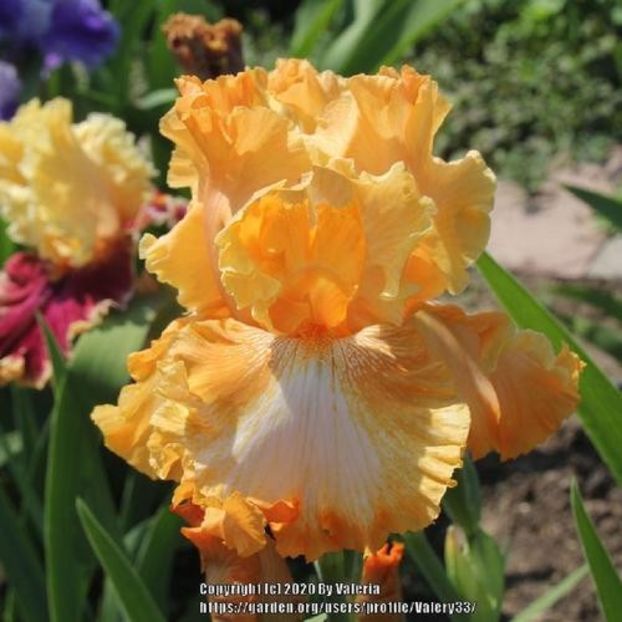 Cajun rhythm - Irisii mei - comenzi