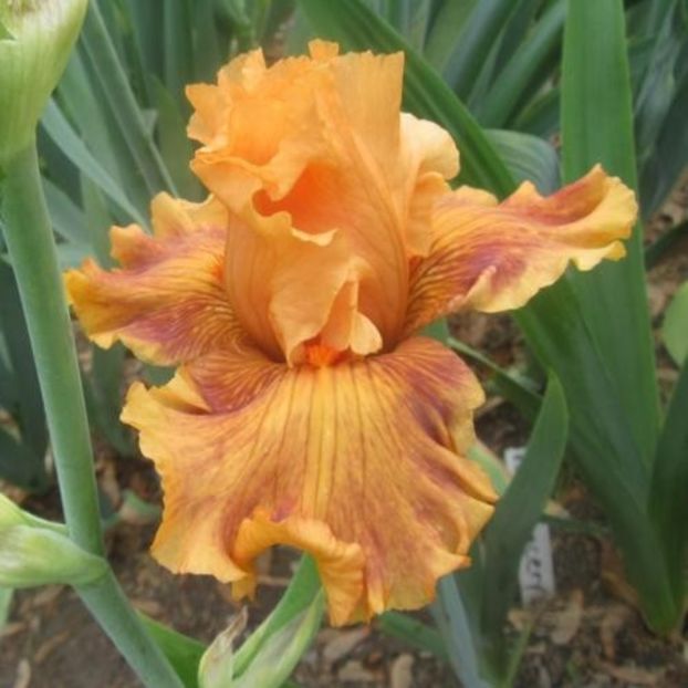 Shivaree - Irisii mei - comenzi