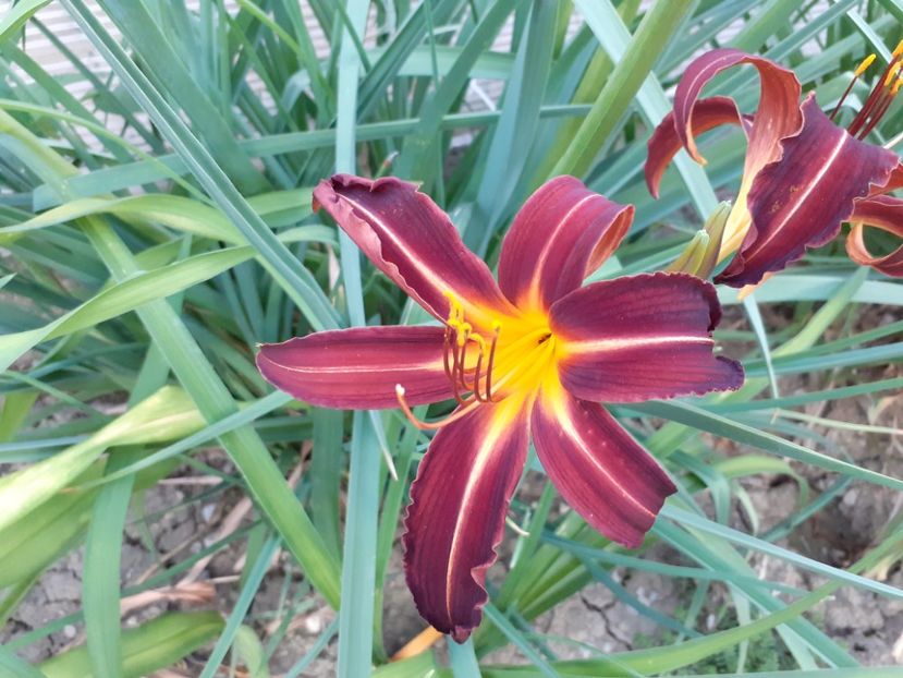  - Boitzer Late Night Crabs