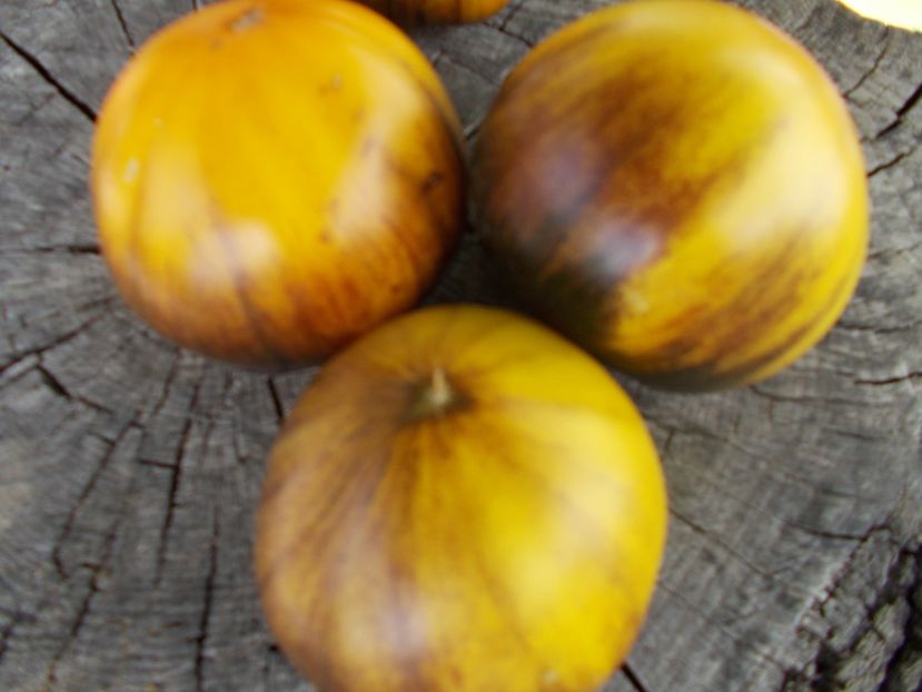  - SEMINTE ROSII - T 957 PURPLE SUNRISE