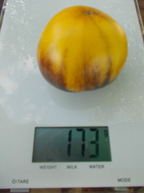  - SEMINTE ROSII - T 957 PURPLE SUNRISE