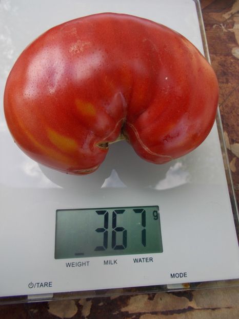  - SEMINTE ROSII - T 944 SERBIAN OXHEART