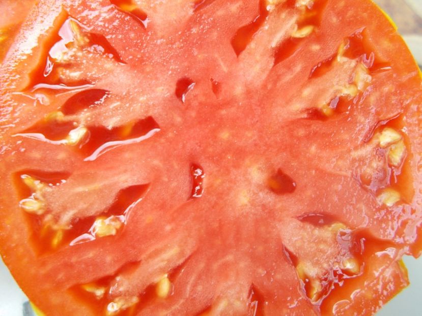  - SEMINTE ROSII - T 857 ANTHONY S PASSIONATE HEART