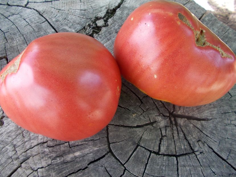  - SEMINTE ROSII - T 841 BUTTER AND BULL HEART