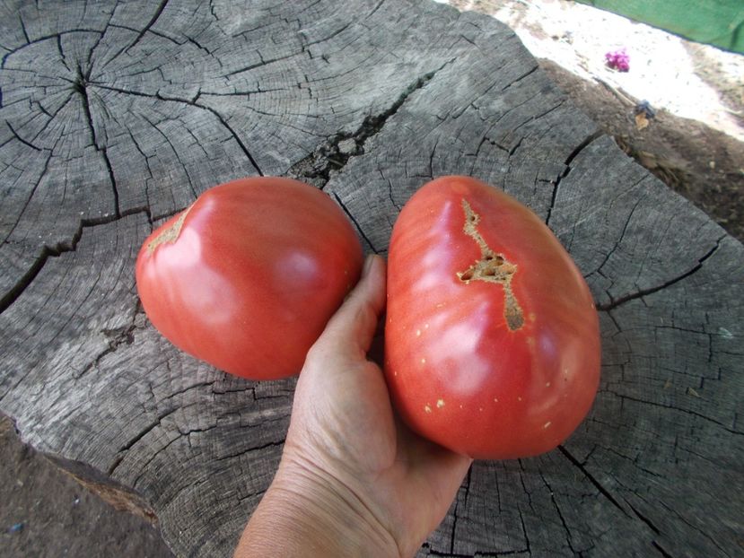  - SEMINTE ROSII - T 841 BUTTER AND BULL HEART