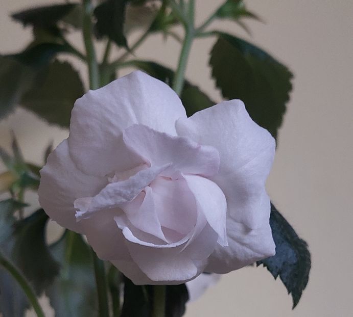 BRID'S APHRODITE - BRID-S APHRODITE