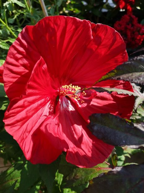 Hibiscus moscheutos - 0 0 2022