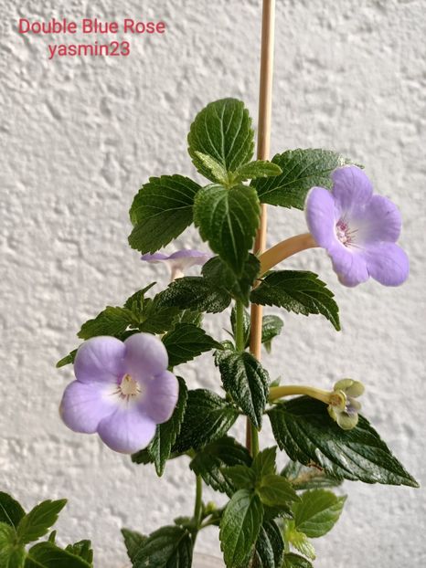 13.07.2022 - Double Blue Rose 2