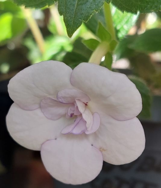  - Double Picotte Rose