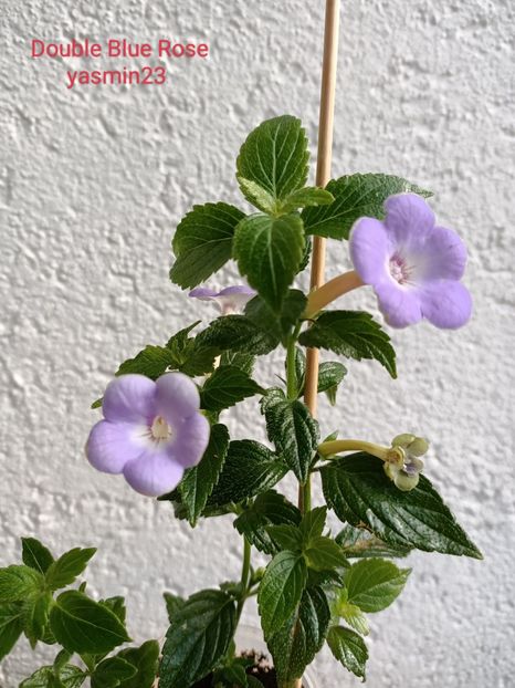 13.07.2022 - Double Blue Rose 2