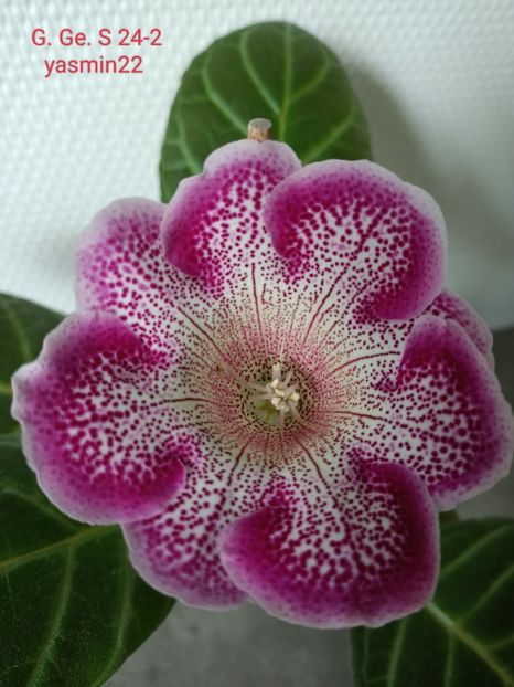 13.07.2022 - Gloxinia x din 2021 G Ge S24