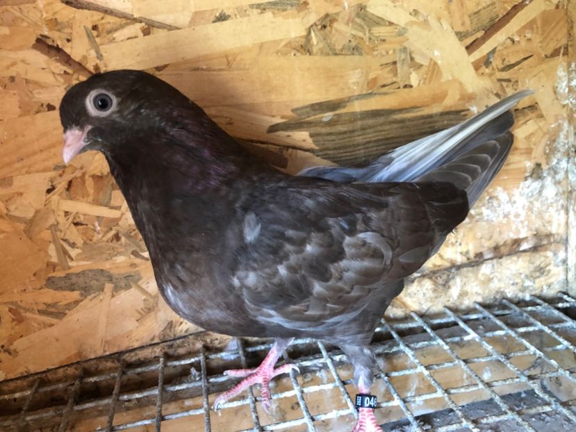 465/22 - 5- lot zbor 2022