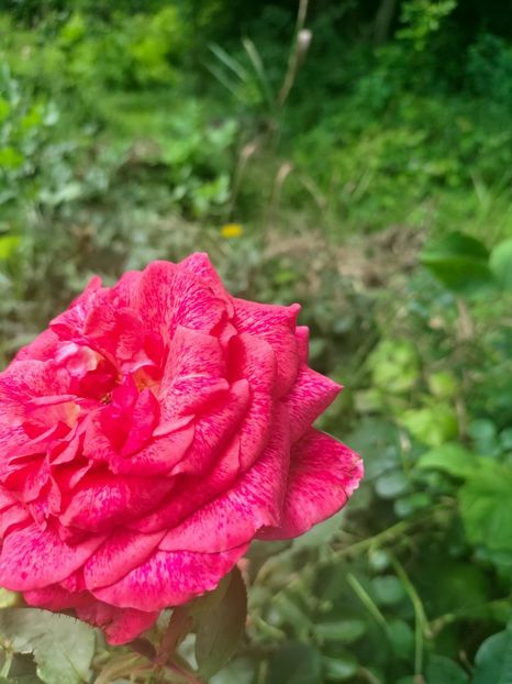 IMG20220713110456 - Iunie 2022 2