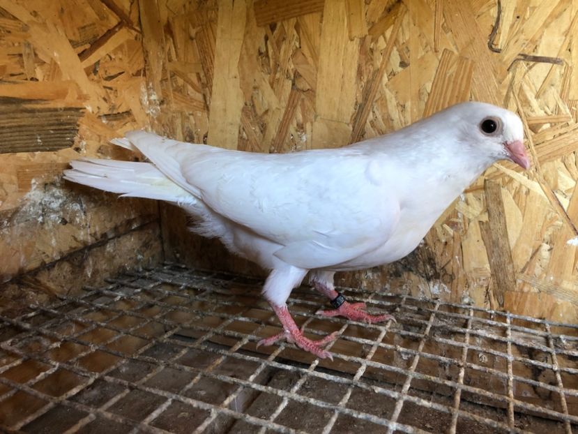 464/22 - 5- lot zbor 2022