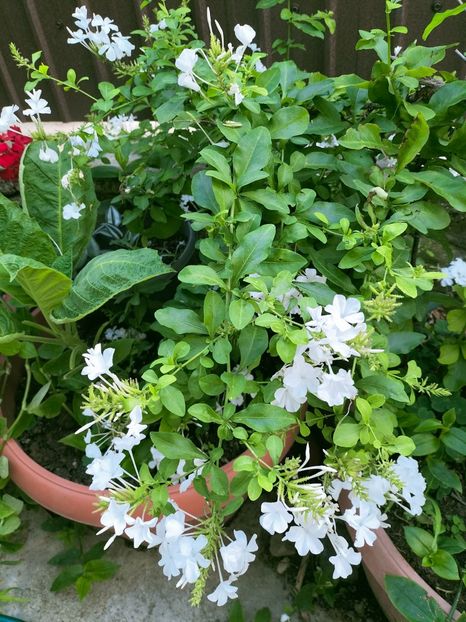 IMG20220712191920 - Iulie 2022