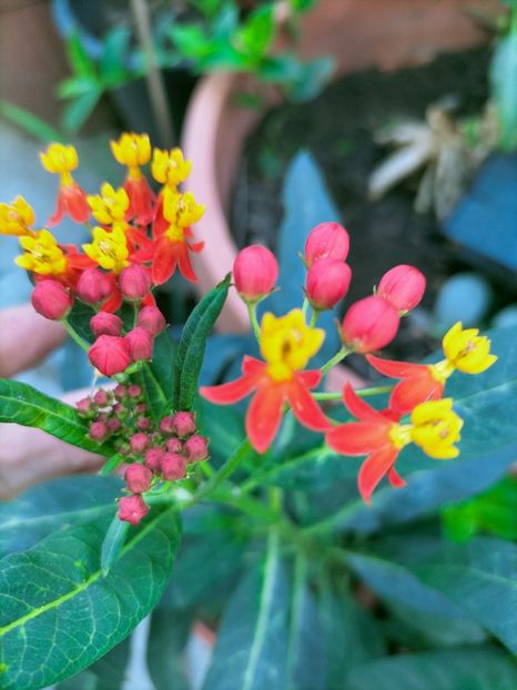 IMG20220712191910 - Iulie 2022