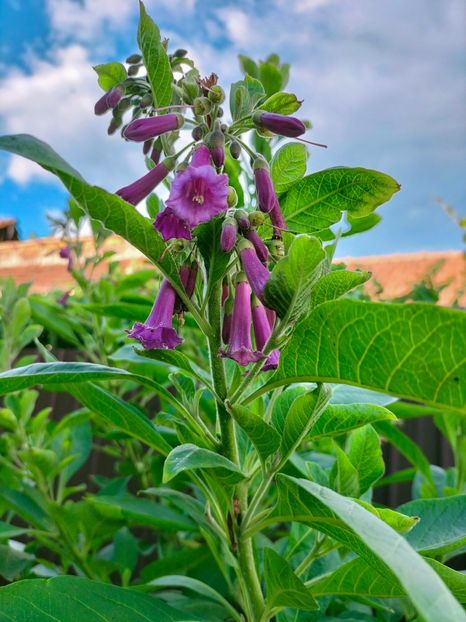 IMG20220712191826 - Iulie 2022