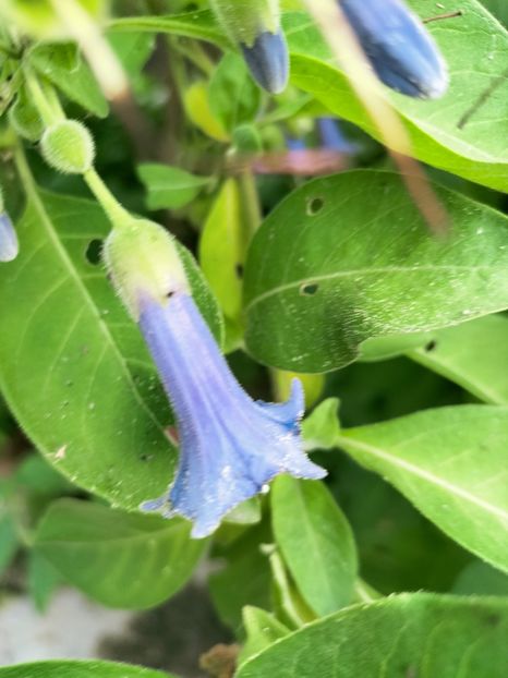 IMG20220712191819 - Iulie 2022