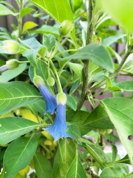 IMG20220712191814 - Iulie 2022