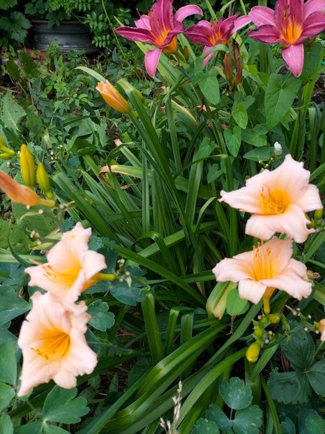 IMG20220712190551_BURST000_COVER - Iulie 2022