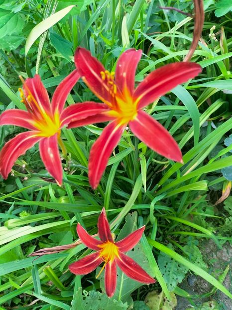 IMG20220712190545 - Iulie 2022