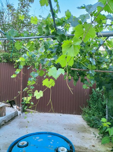 IMG20220710202121 - Iulie 2022