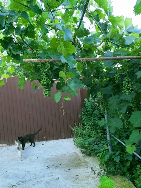 IMG20220710202113 - Iulie 2022