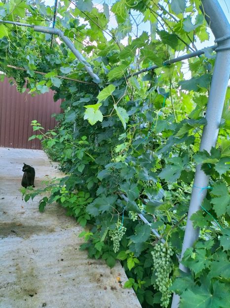 IMG20220710202104 - Iulie 2022