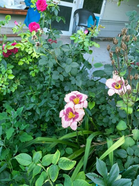 IMG20220710202032 - Iulie 2022