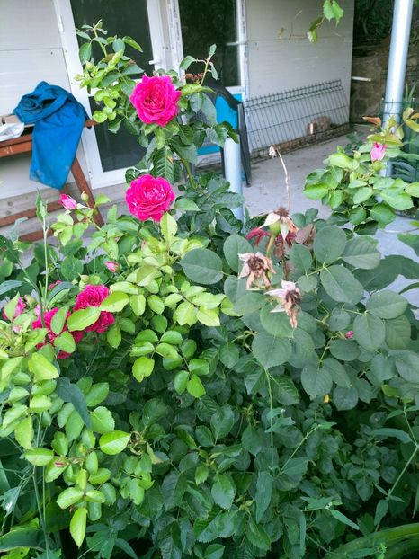 IMG20220710202028 - Iulie 2022