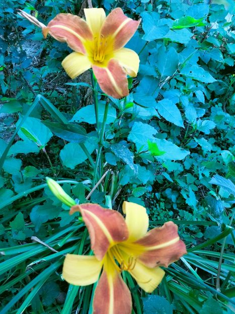 IMG20220710201938 - Iulie 2022